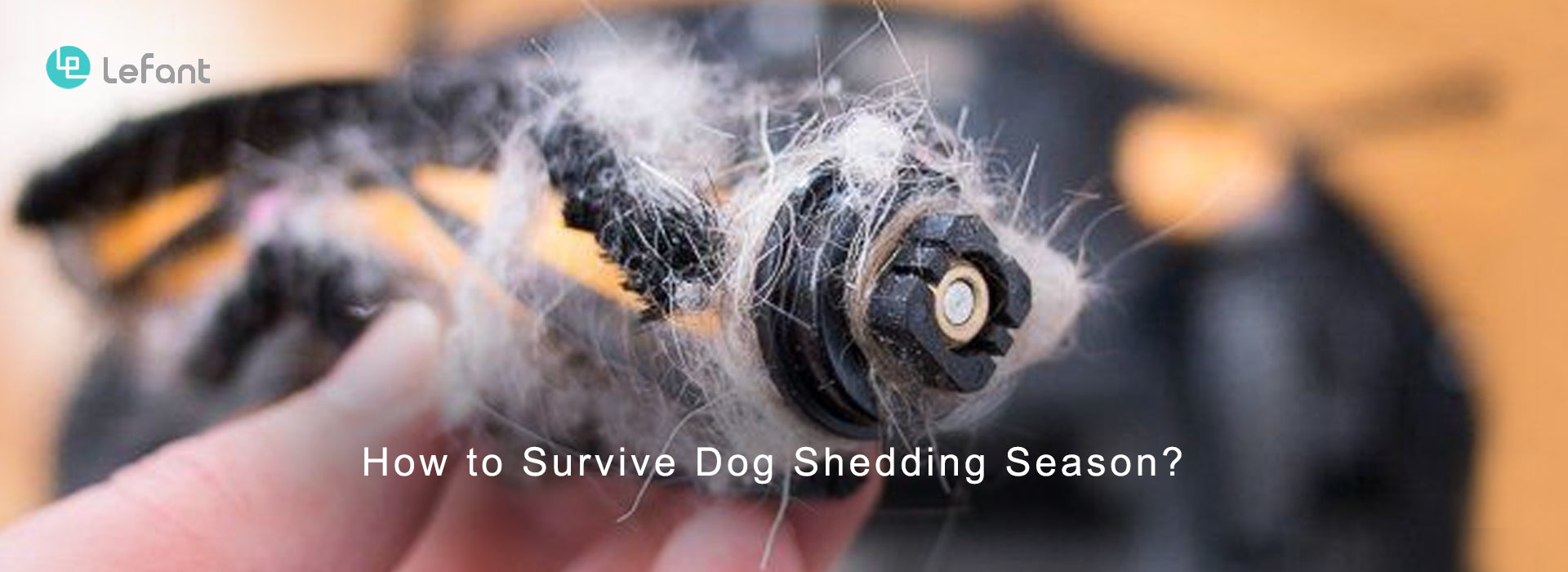 <transcy>Comment survivre à la saison de la perte de poils des chiens ?Lefant est efficace pour les poils d’animaux !</transcy>