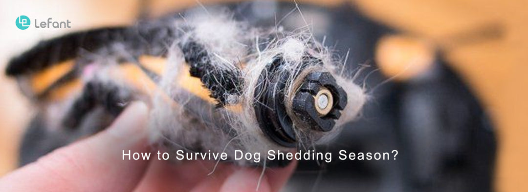 How to Survive Dog Shedding Season?Lefant Works Well with Pet Hair!