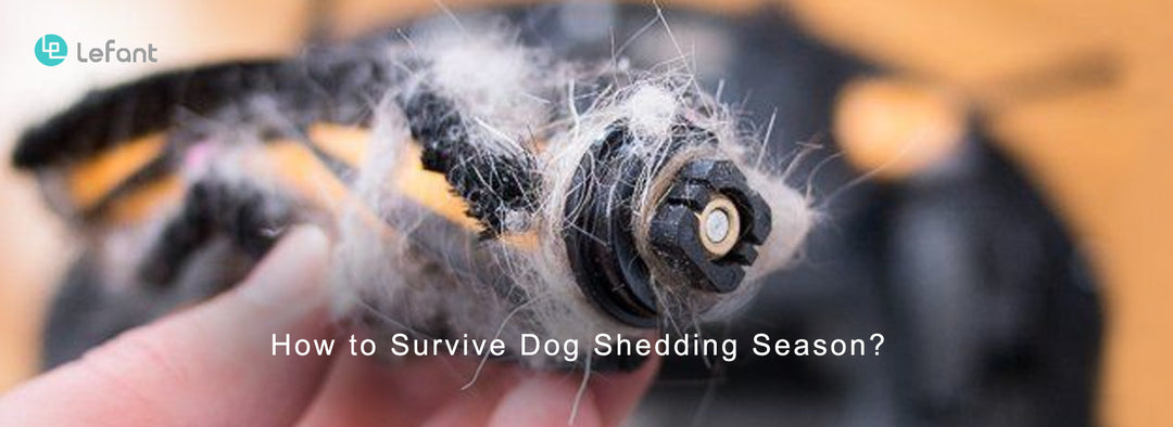 How to Survive Dog Shedding Season？Lefant Works Well with Pet Hair!