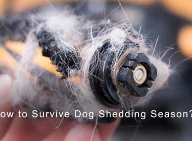 <transcy>Comment survivre à la saison de la perte de poils des chiens ？Lefant est efficace pour les poils d’animaux !</transcy>